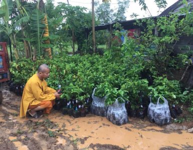 reforestation-association-daide-humanitaire-offrir-un-toit