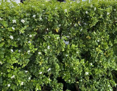 novotel-nha-trang-dat-chung-nhan-green-key